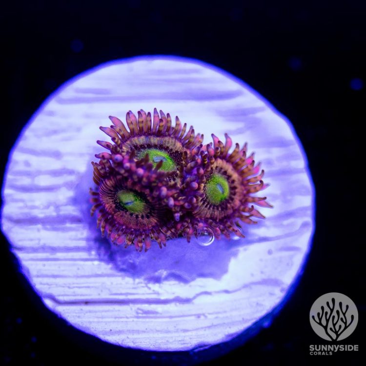 Halle Berry zoanthid