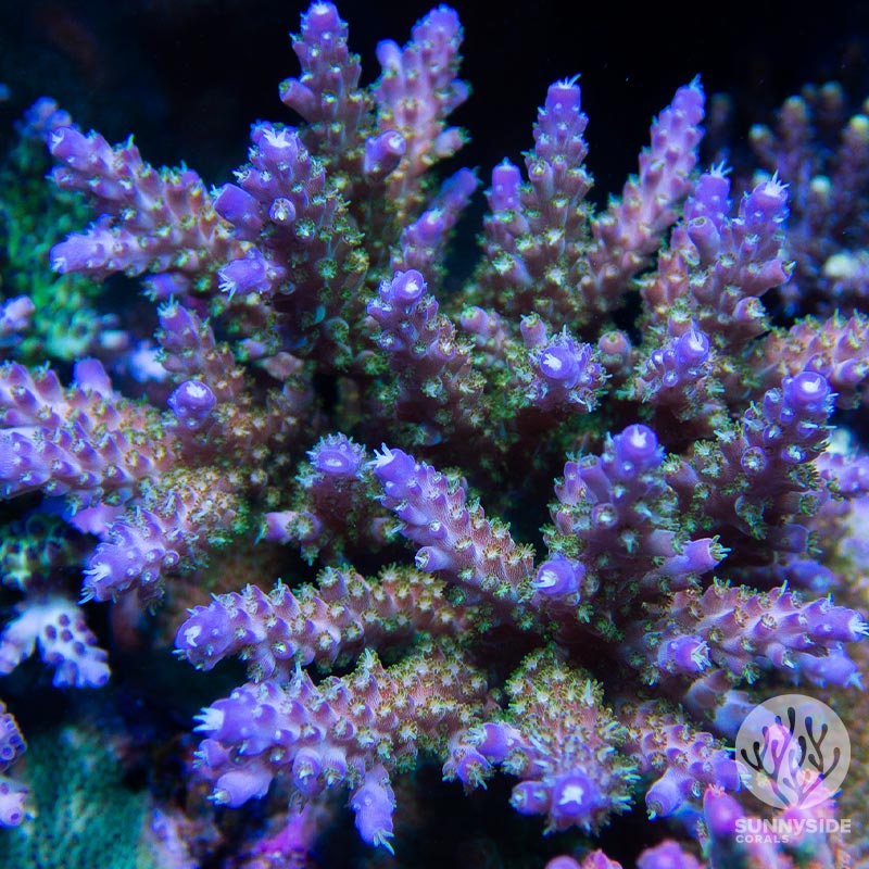 FAQS - Sunnyside Corals - Learn More