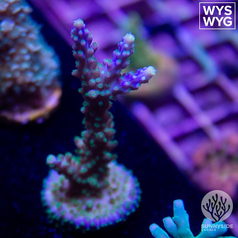 Tri-color-Acropora – Sunnyside Corals