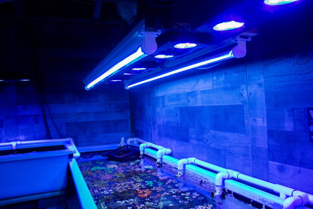 Saltwater aquarium light set up, Acropora lighting, lps coral lighting, sps coral lighting, softy coral lighting