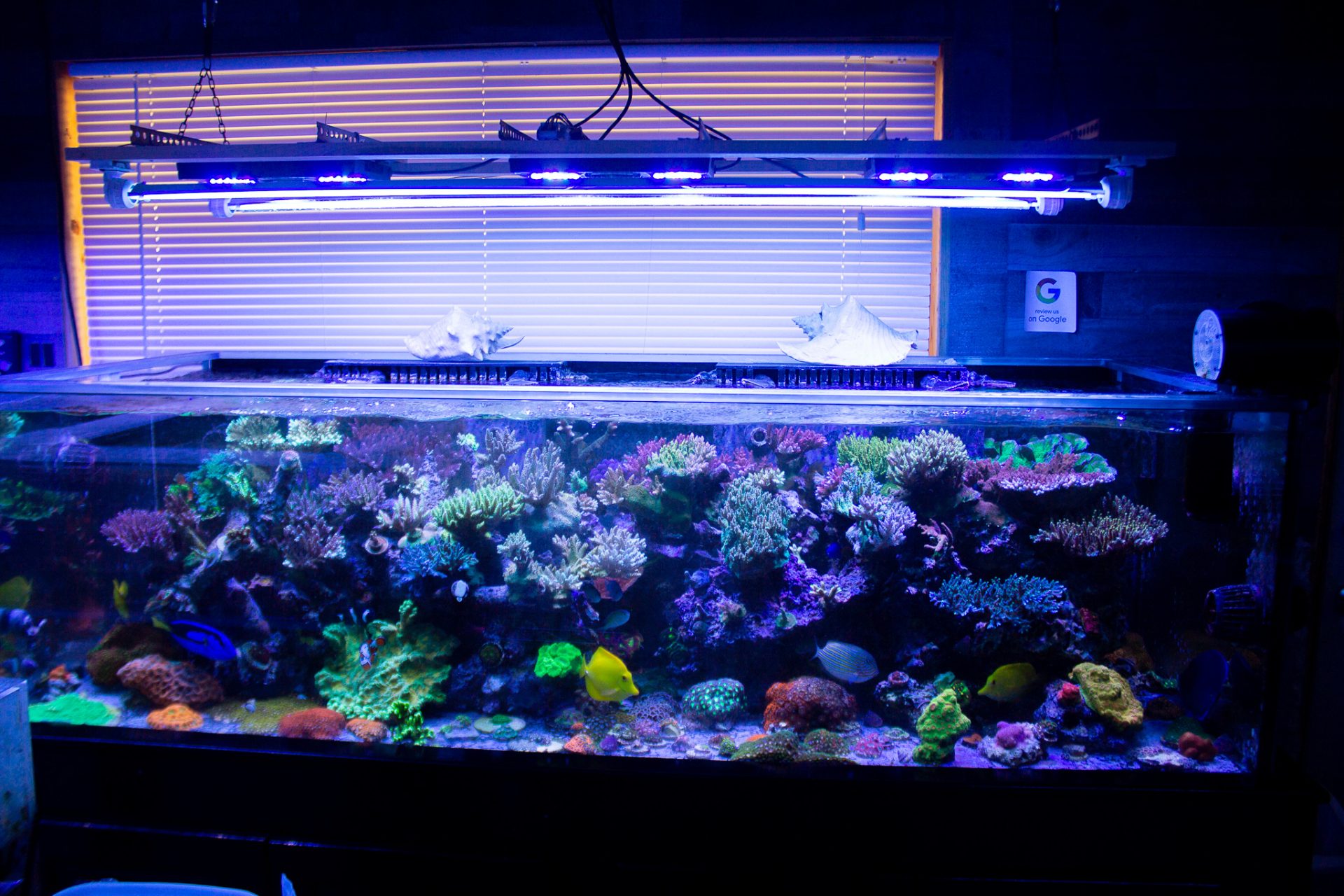 Best Saltwater Aquarium Light Schedule For Healthy Corals