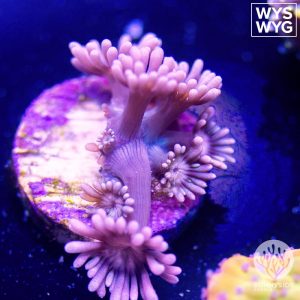 UC Venus Gonipora