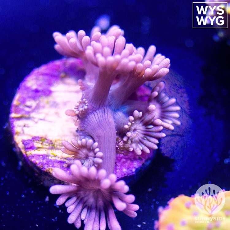 UC Venus Gonipora