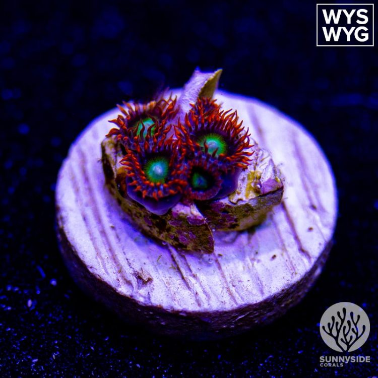 Circus Zoanthid
