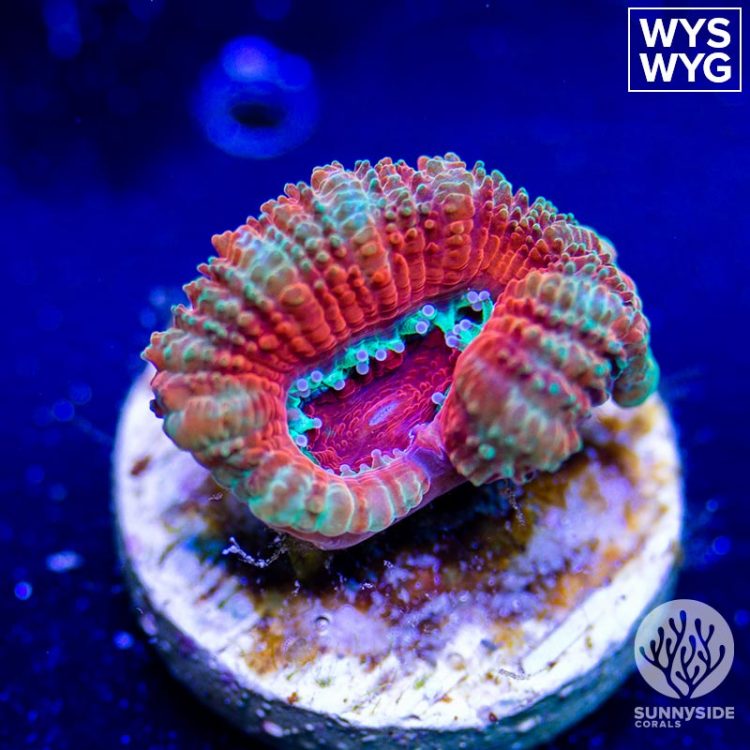 Red Acan