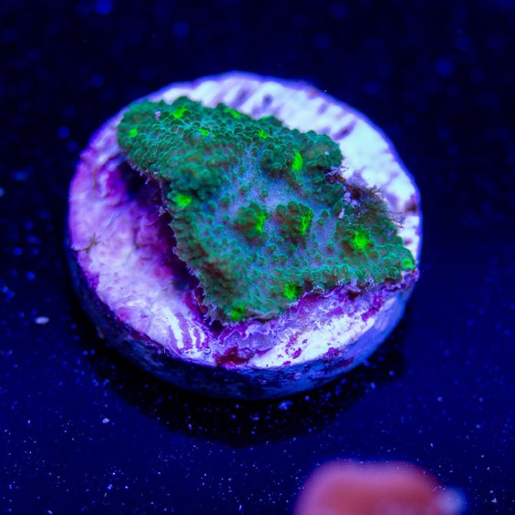 Neon Astreopora