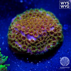 Skittles Bomb Cyphastrea