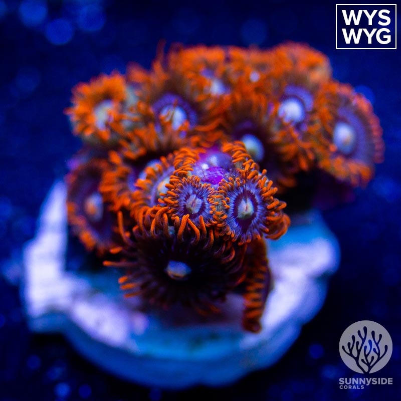 Fire And Ice Zoanthid