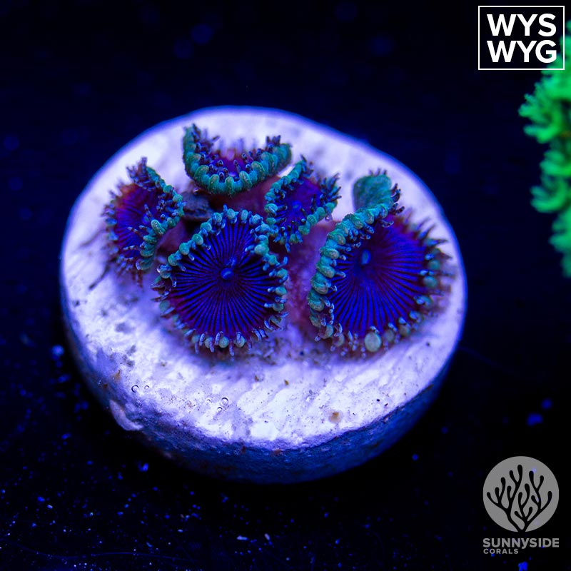 Purple Death Paly