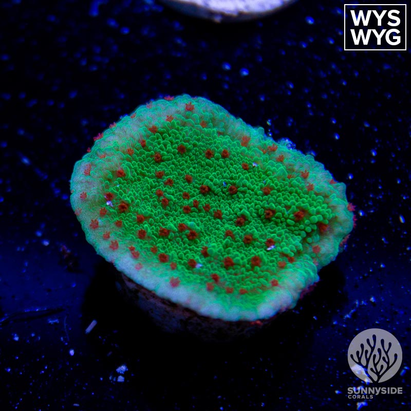 Red Hot Chili Peppers Montipora