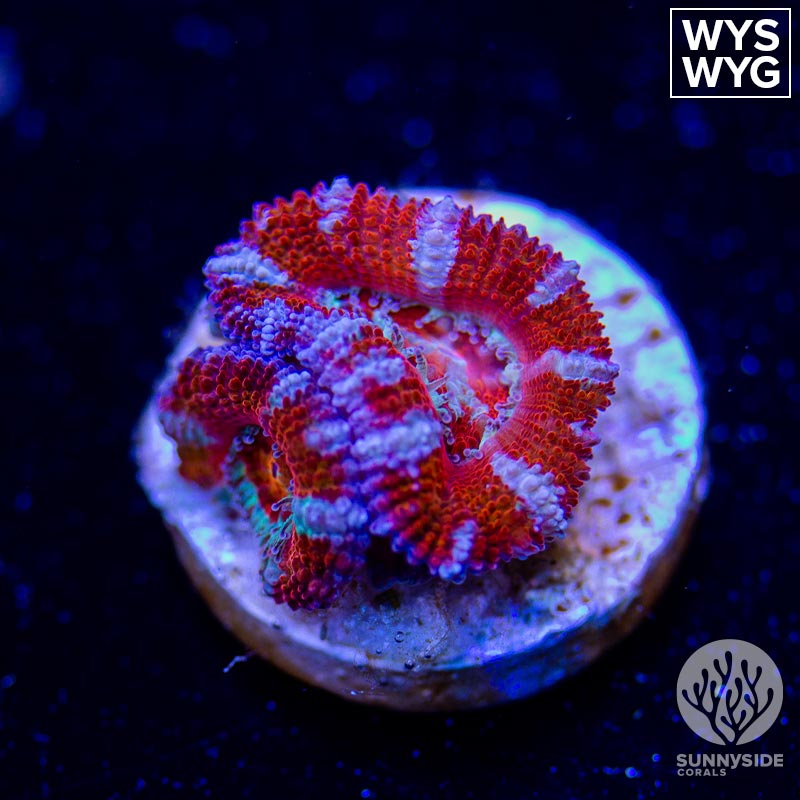 Red striped Acan