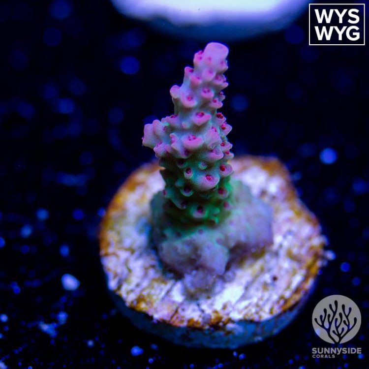 Sunnyside Corals | Corals For Sale | 72 Hour Guarantee