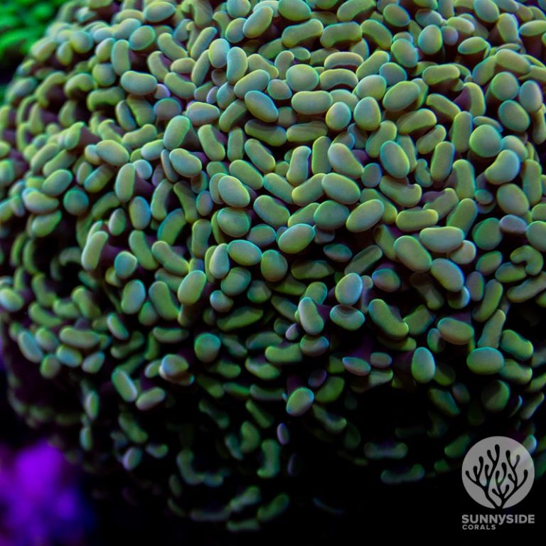 LPS Vs SPS Coral Understanding The Differences Sunnyside Corals