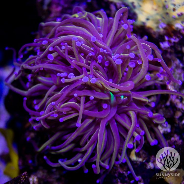 Blue Tip Indo Gold Torch