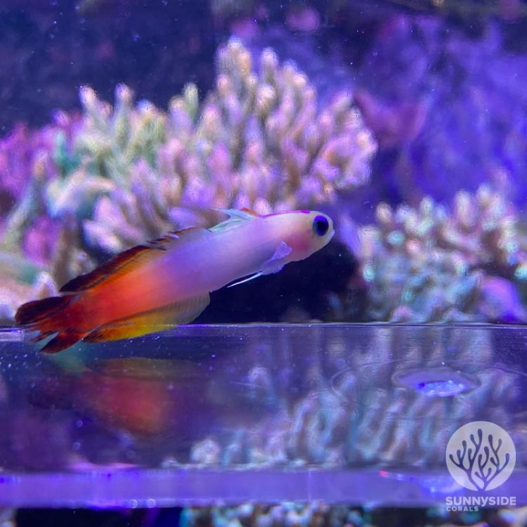 Photo inspiration: Picture Idea: Saltwater Fish For Beginners A Guide To Starting Your Own