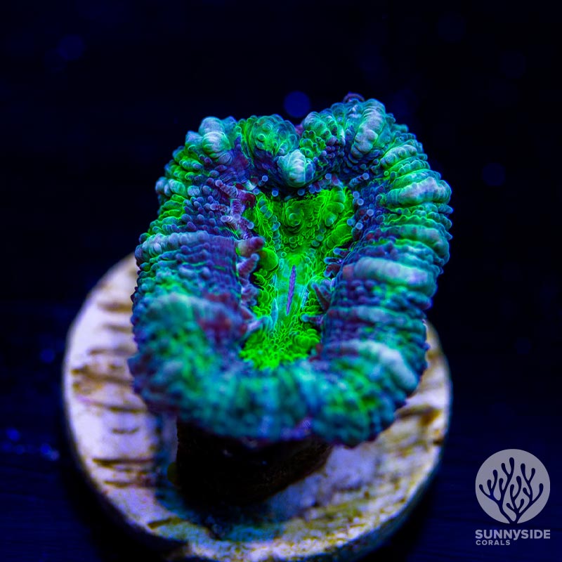 Green Acan - Cut To Order