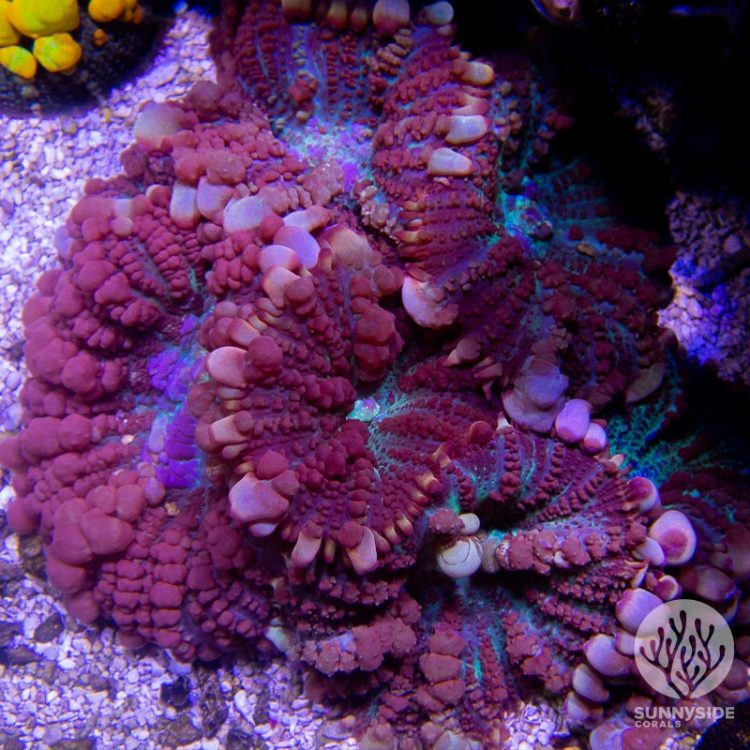 Understanding The Ammonia Cycle A Complete Guide