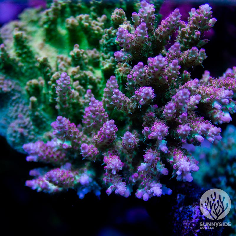 How To Acclimate Coral: A Comprehensive Guide | Sunnyside Coral