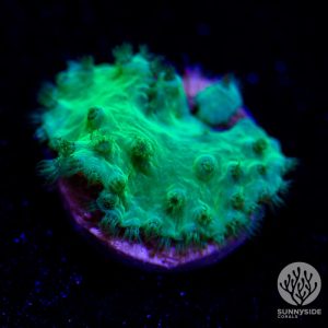 Neon Green Cabbage Leather - Cut To Order