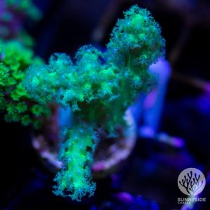 Neon Green Nephthea - Cut To Order