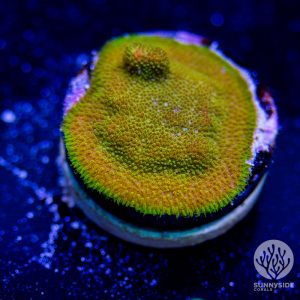 Watermelon Psammocora - Cut To Order