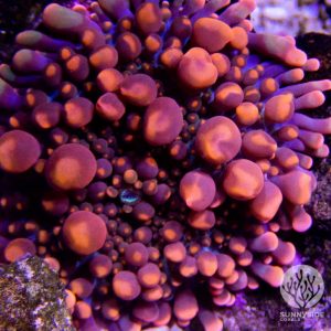 Orange Yuma Mushroom - Cut To Order