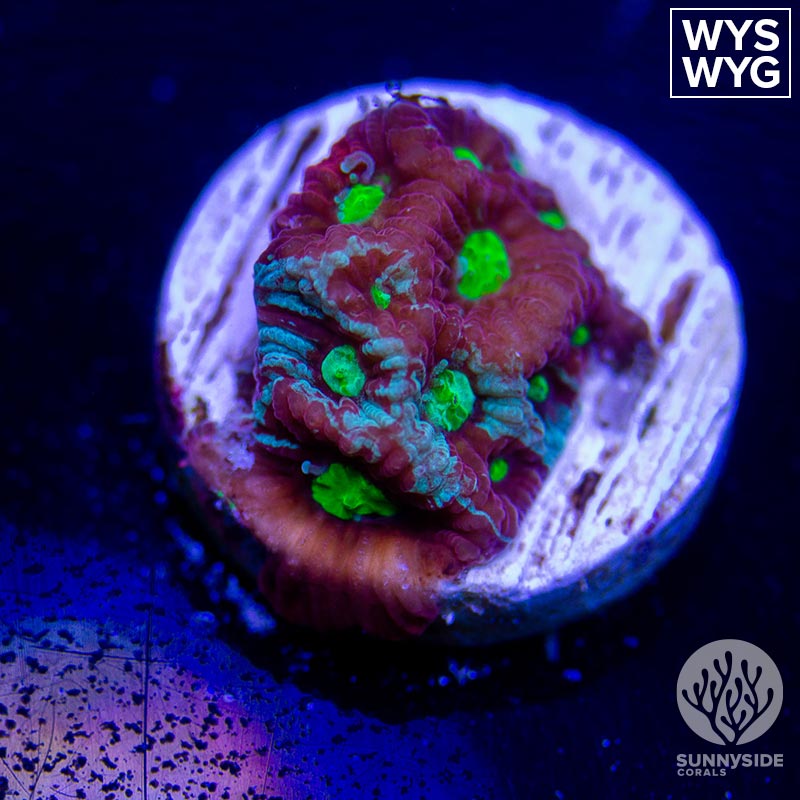 Painted War Coral