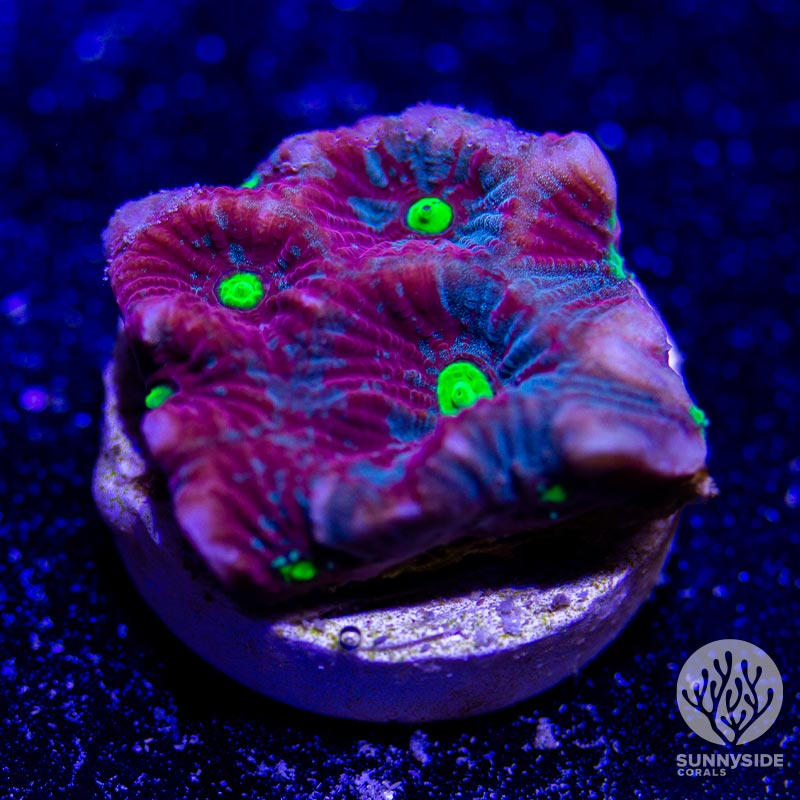 Painted War Coral