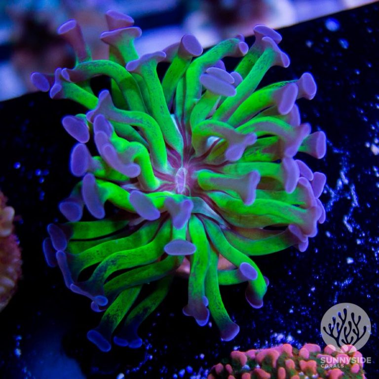 Brown Jelly Euphyllia Sunnyside Coral