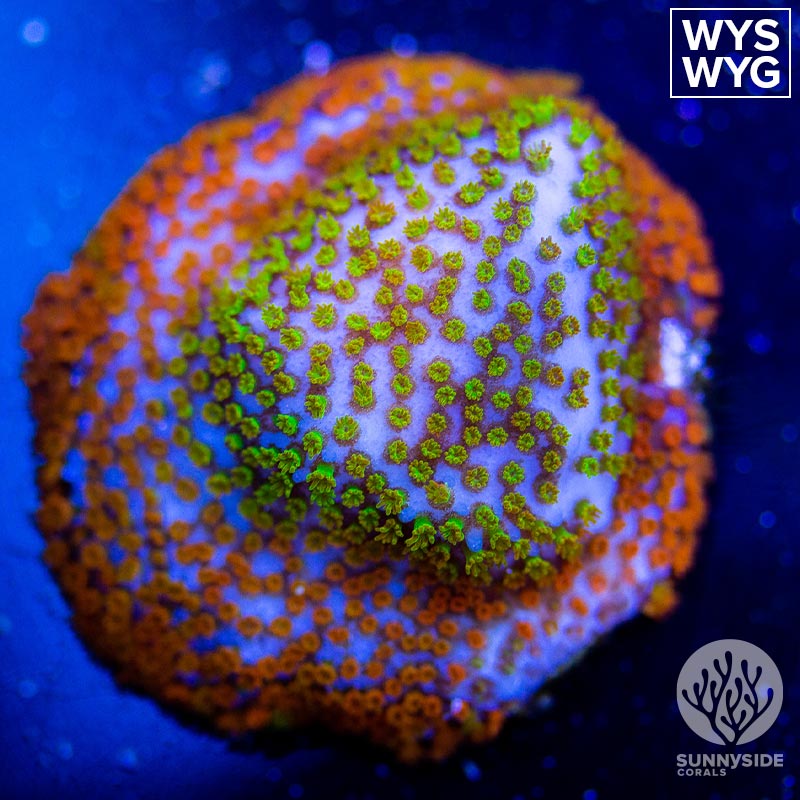 Rainbow-Montipora – Sunnyside Corals