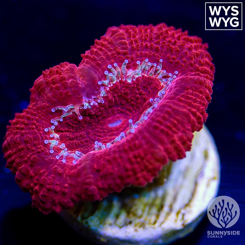 Red Acan