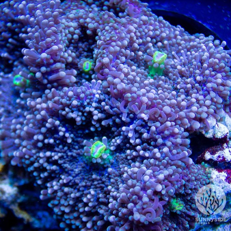 Mushroom Coral For Sale - Sunnyside Corals - Softies Coral