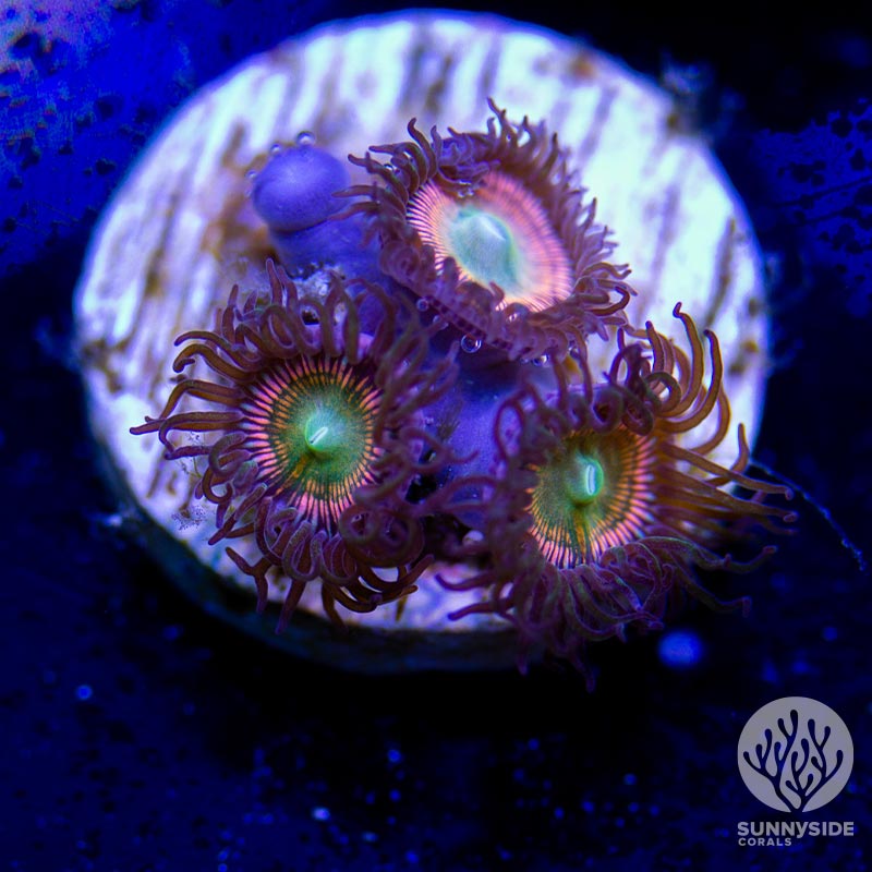 SSC Convection Zoanthid - Cut To Order