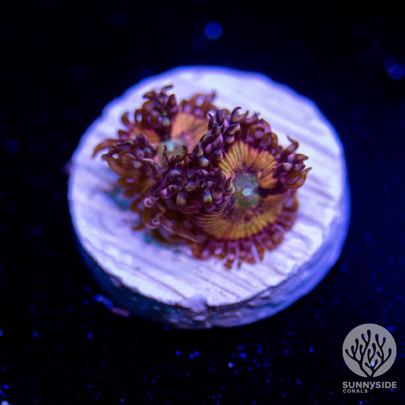 SSC Pink Peach Zoanthid - Cut To Order