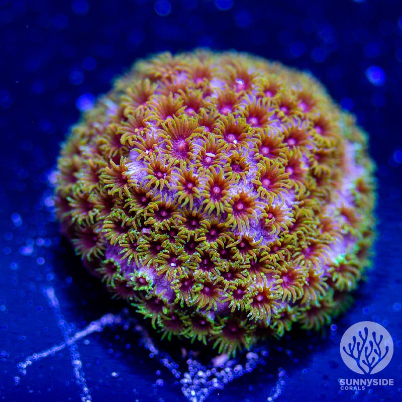 Skittles Bomb Cyphastrea - Cut To Order