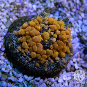 Sunkist Bounce Mushroom - Cut To Order