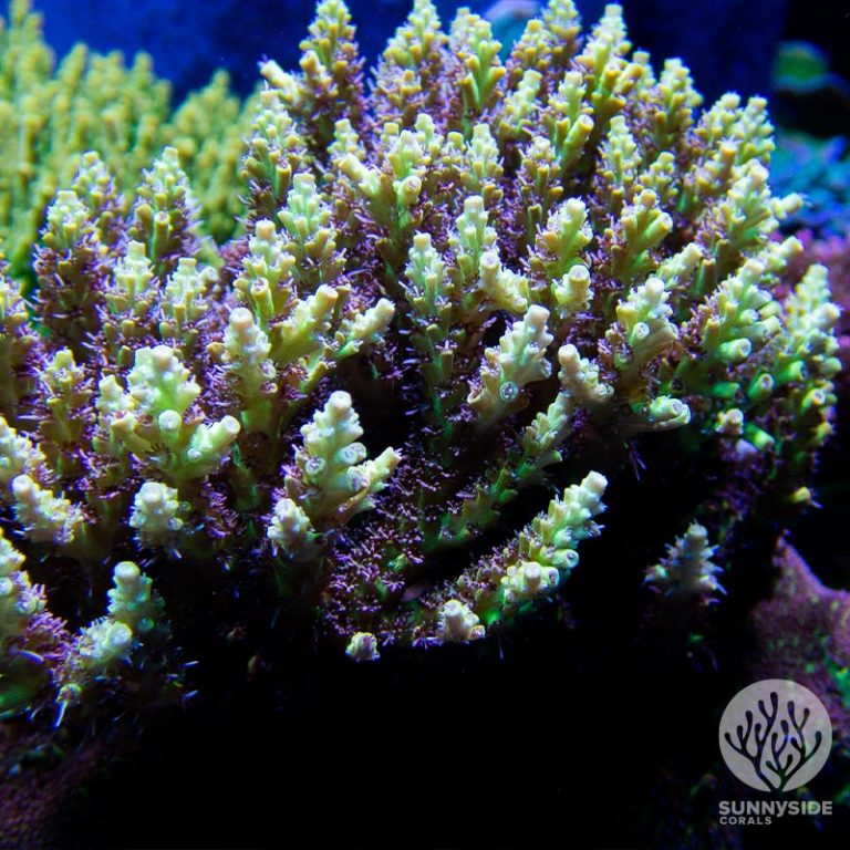 Tyree Pink Lemonade Acropora