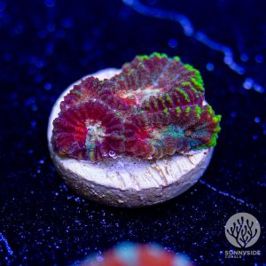 UC Black Paradise Favia - Cut To Order