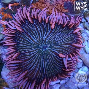 Ultra Zebra Rock Flower Anemone