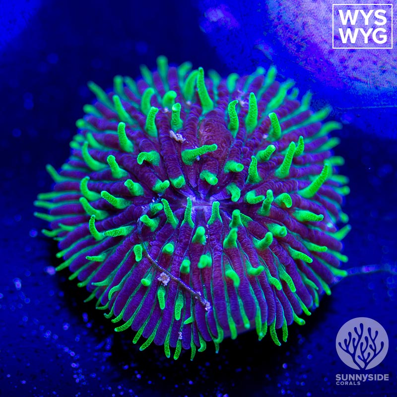 Green and Purple Fungia Plate Coral