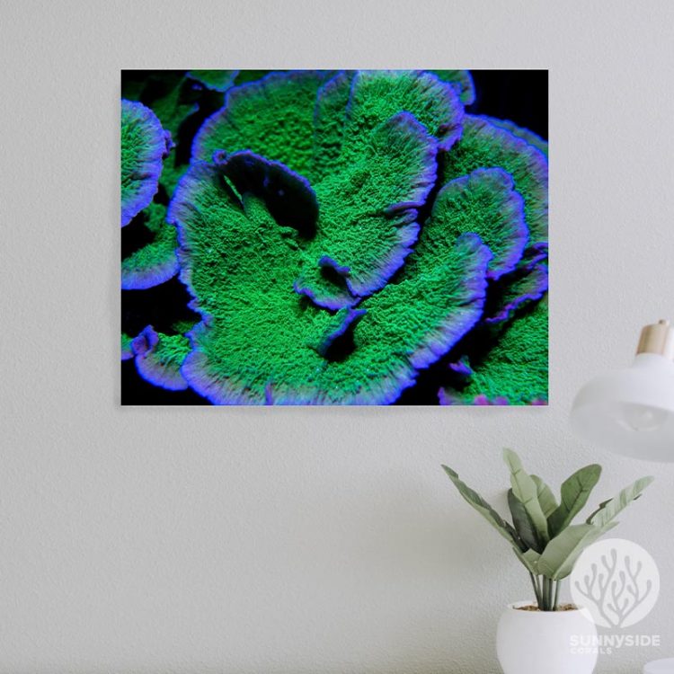 Leng Sy Aluminum Metal Wall Print Sunnyside Corals