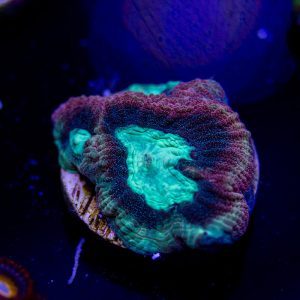Reverse Prism Goniastrea