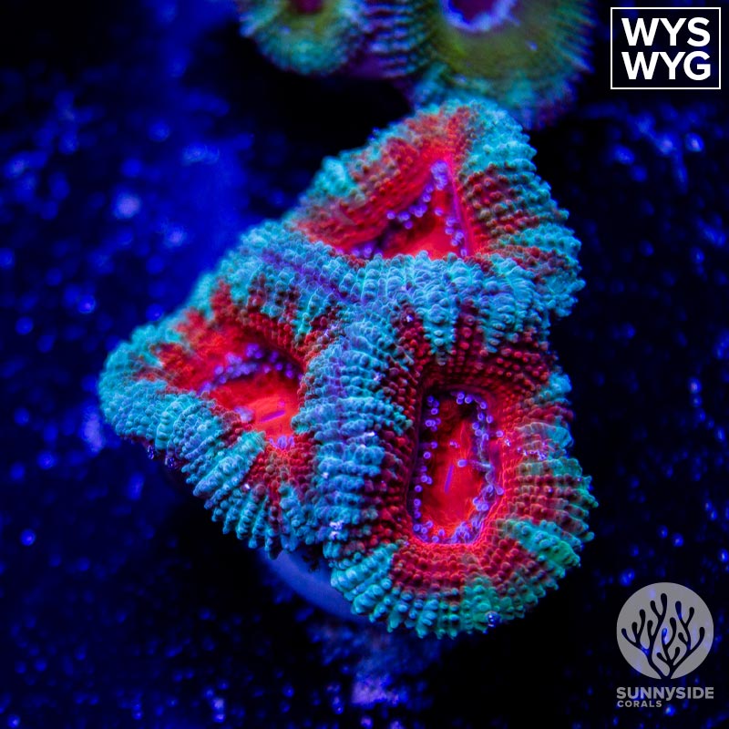 Ultra Red Acan