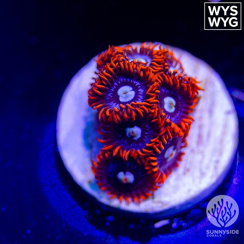 Fire And Ice Zoanthid Sunnyside Corals