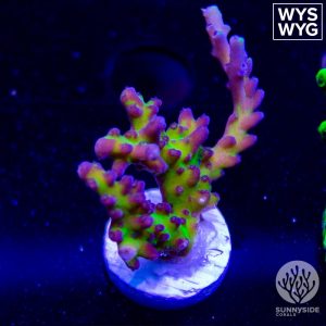 Keeperz Spaghetti Acropora