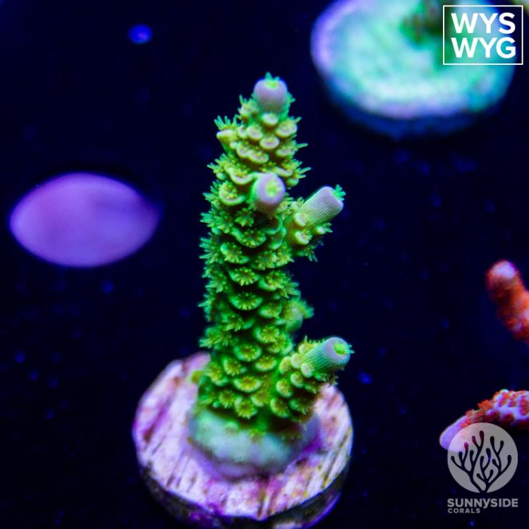 Acropora – Sunnyside Corals