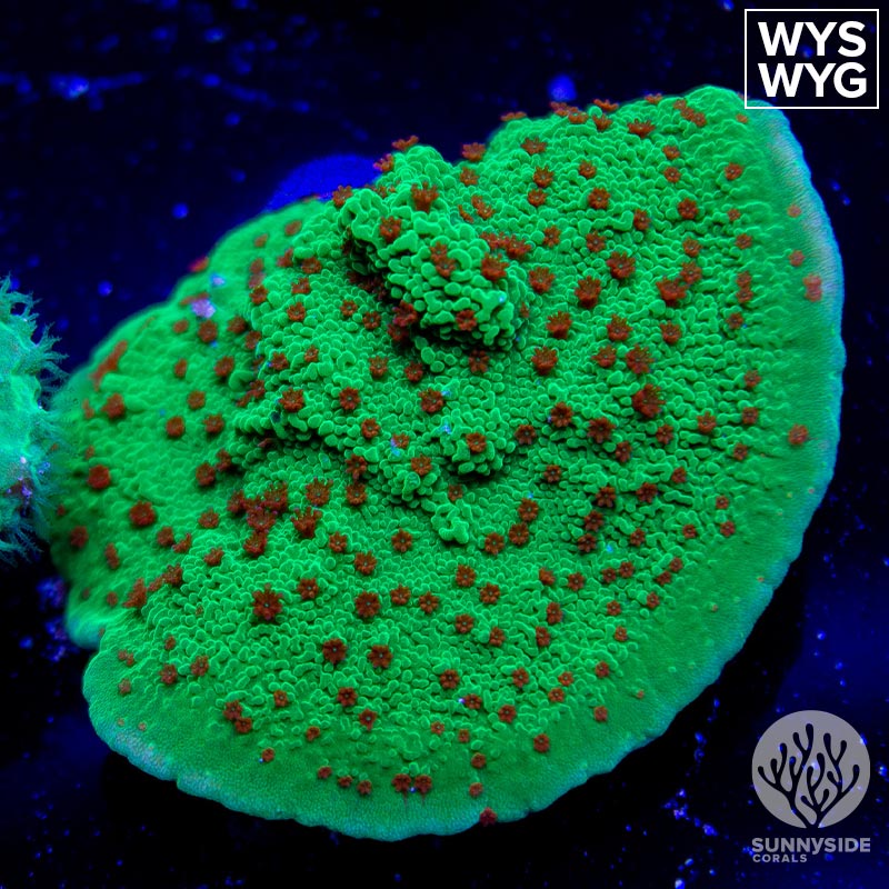 Red Hot Chili Peppers Montipora