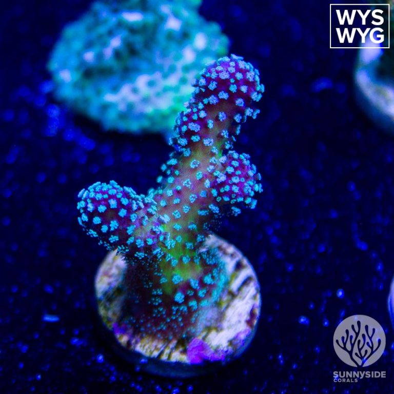 Rainbow Stylophora - Sunnyside Corals