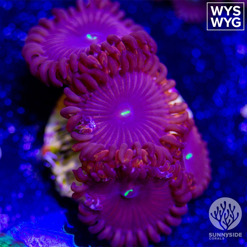 Red People Eater Zoanthid