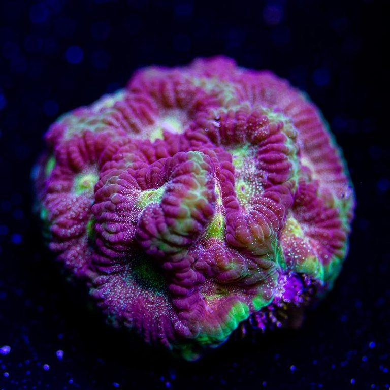 LPS Coral - Sunnyside Corals- Euphyllia - Chalices - Coral For Sale